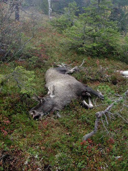 2003 Rennsjokjolen_4.jpg - Kåre felte ei kvige sør for Elghytta.